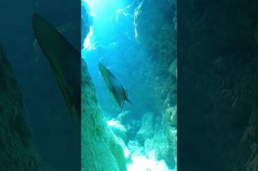 アカククリ・慶良間諸島ダイビングツアー