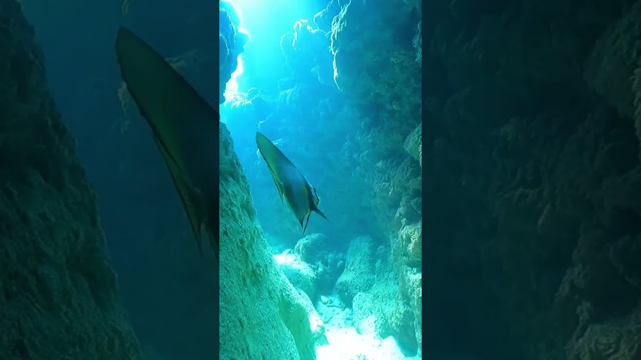 アカククリ・慶良間諸島ダイビングツアー アカククリ・慶良間諸島ダイビングツアー