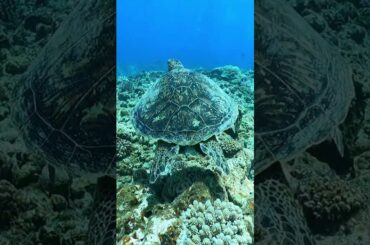 アオウミガメ・慶良間諸島ダイビングツアー