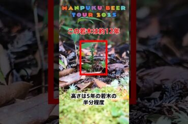 屋久杉の若木の成長の秘密 - まんぷくビール九州ツアー2025秋