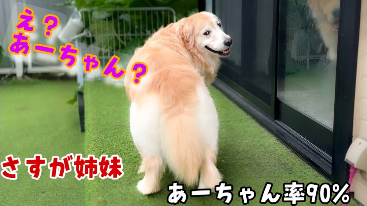 【憑依？】ぺーさんが90%あーちゃんになった日