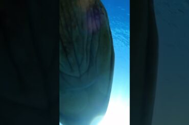 アオウミガメ　慶良間諸島ダイビングツアー