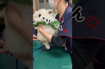 ワクチン接種😭触られてないのにキャーインって😭#ポポ #鼻ぺちゃ #可愛い #ぷぷ #shorts