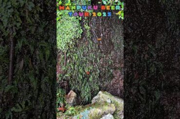屋久島の苔と水と音。 - まんぷくビール九州ツアー2025