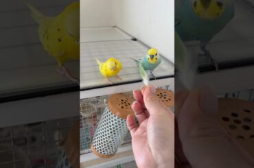 羽根コレクション