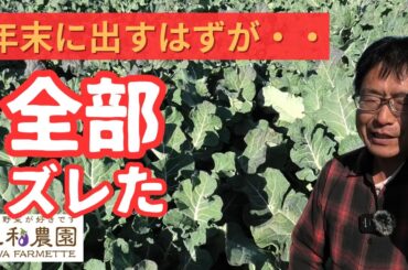 思ってたんと違う…ブロッコリー1万2000株、年末に出せませんでした（2025.12.20）