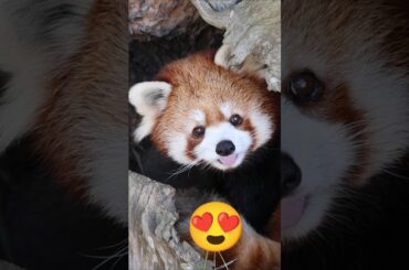 切り株のお城の優香姫♪ #shorts #レッサーパンダ #redpanda #癒し #cute