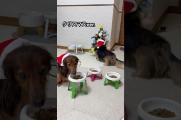 るのん仕様特製クリスマスツリー#犬のいる生活  #xmas