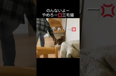 三毛猫におんぶする？って聞いたら「のんないよー」「やめろー」って言われた😭 #猫 #ねこ #neko #三毛猫 #おんぶする猫 #保護猫 #miicomo7070 #aiじゃない