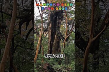 屋久島の大王杉 その２ - まんぷくビール九州ツアー2025秋