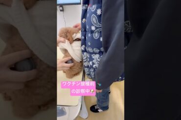 混合ワクチン接種に行ってきたトイプードル#トイプードル #犬 #癒し#可愛い