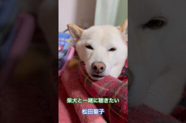 柴犬と一緒に聴きたい　#瑠璃色の地球 #松田聖子 #music #柴犬 #犬のいる生活 #癒し