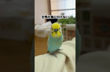 後ろ髪引かれ隊