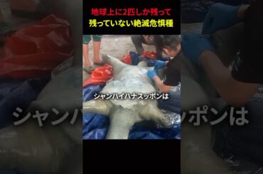 地球上に2匹しか残っていない絶滅危惧種