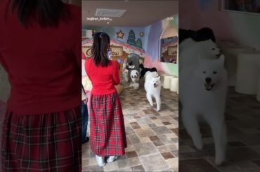 元AKB48 島崎遥香 大型犬たちと触れ合いタイム！モフモフに埋もれて至福の時間を過ごしました😊