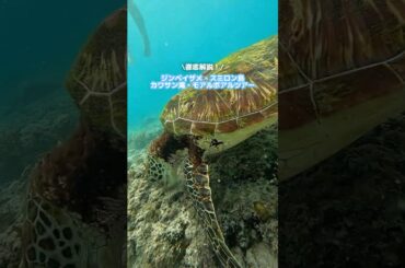 セブ島充実度No.1ツアーを紹介！ #セブ島 #フィリピン #セブ #セブ旅行 #旅行 #セブ島旅行