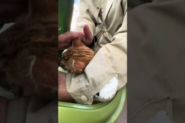 ＃野良猫　ワクチン接種をやりに動物病院へ来たら、ど緊張のなると君🤭