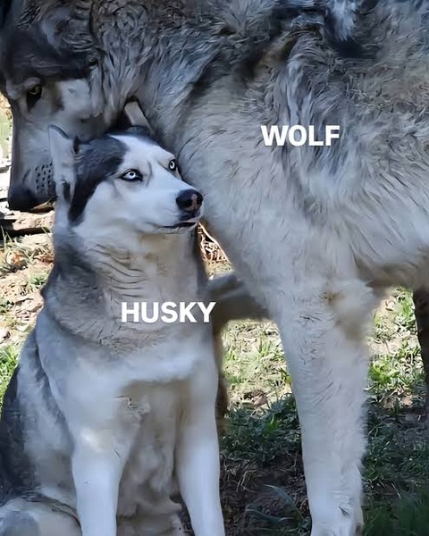 【速報】東京で動物園のオオカミが脱走、今すぐ安全な場所に避難を