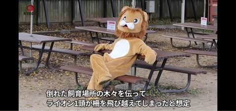 【速報】逃げたオオカミを捕獲