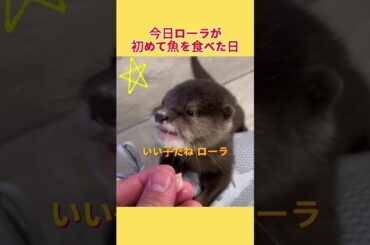 今日ローラが初めて魚を食べた日