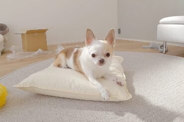 新しいクッションの違いがわかるチワワ
