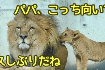 アースパパと久しぶりに触れ合うライオン赤ちゃん【のんほいパーク】Lionbaby Erath Silk Toyohashi Zoo