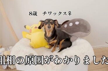 愛犬の度重なる粗相の原因がわかりました
