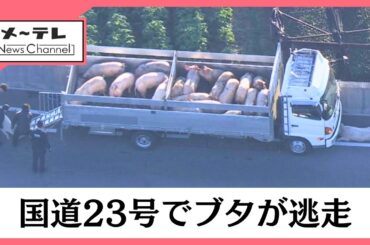 【速報】国道23号でブタ10頭以上が逃走　国道を通行止めにして警察などが捕獲作業中　愛知県西尾市 (26/01/12 16:01)