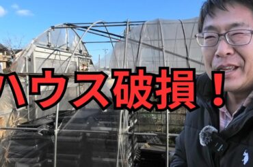 強風でハウス破損…三和農園が大荒れでした（2026.1.12）
