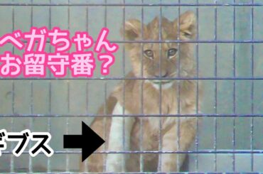 ライオンの赤ちゃん　ベガちゃんは怪我の治療で屋内待機です【のんほいパーク】Lionbaby Vega-chan Toyohashi Zoo