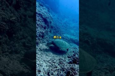 島屈指ドルフィンツアー「ドルフィン＆ユー」で、オアフの海を探検しませんか？運が良ければ、ウミガメとポニョに出会えるチャンスも！期間限定！全ツアー26%オフの新年特別割引をお楽しみください✨