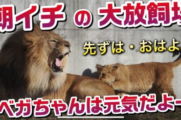 朝イチのファミリー【ベガちゃんのへそ天😋】 #のんほいパーク #シルク #三つ子 #ライオン #アース #旭山動物園 #桐生が岡動物園 #安佐動物園 #lion #ベガ #アル #デン #ベガ