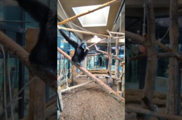 ローラちゃんは今日も可愛かった【シロテテナガザル】#shorts