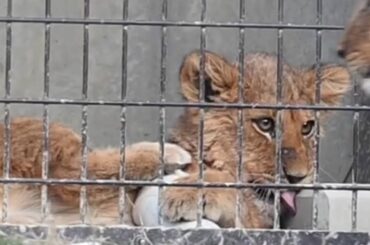 のんほいパークライオン家族ベガちゃん2026年1月16日