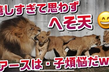 アースパパ嬉しすぎて思わずへそ天😄【優しく子煩悩だw】 #のんほいパーク #シルク #三つ子 #ライオン #アース #旭山動物園 #桐生が岡動物園 #安佐動物園 #lion #幸せ家族 #ファミリー