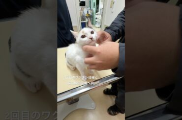 漏斗胸の診察と2回目ワクチン接種   #shorts   #保護猫   #三毛猫   #猫のいる暮らし   #2回目   #ワクチン接種   #漏斗胸   #胸の穴が   #小さくなった？