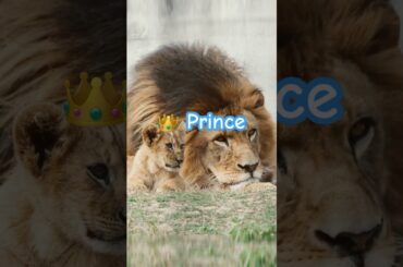 王と王子👑アースとアル｜のんほいパークライオン🦁#shorts #lion #baby