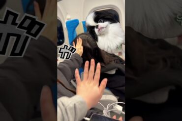 #のんふぃく！のSNSをたくさん頑張って動かしてくれているよ #朝早すぎるTikTokも投稿してくれているよ #いつ寝ているか分からなくていつも心配だよ #寝ているところをみれたのでよしよししたよ