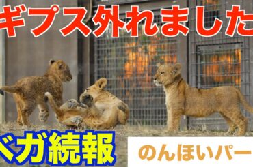 【続報】ベガのギプスが外れました｜元気に食べる姿と兄弟が見守る瞬間　のんほいパーク
