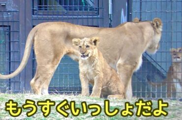 ベガちゃん　もうすぐいっしょだよ【のんほいパーク】Vega Den Al Silk Lion Toyohashi Zoo