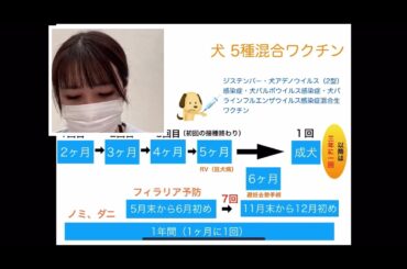 犬のワクチン接種のスケジュール(3年おき)の説明です。
