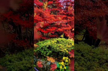 映画「楓」観てきました #福原遥 #福士蒼汰 #スピッツ