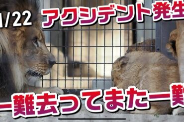 アクシデント発生🚨アース🦁ベガの耳を噛む【一難去ってまた一難】 #のんほいパーク #シルク #三つ子 #ライオン #アース #旭山動物園 #桐生が岡動物園 #安佐動物園 #lion #怪我 #ベガ