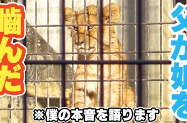 【誤解だらけ】父ライオンが娘ベガを噛んだ「本当の理由」を語る