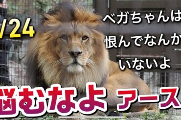 悩むなよアース🦁【ベガちゃんは恨んでなんかいないよ‼️】 #のんほいパーク #シルク #三つ子 #ライオン #アース #旭山動物園 #桐生が岡動物園 #安佐動物園 #lion #怪我 #ベガ