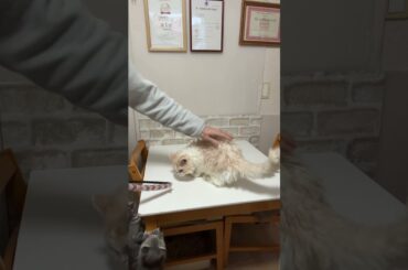 セルカークレックス（2025年4月24日生まれ）2【撮影日：2026.1.25】