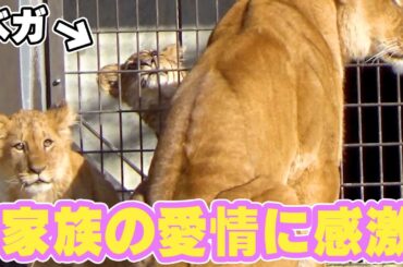 寂しそうなベガに気づいたママ&兄弟の行動が感動的だった❤️