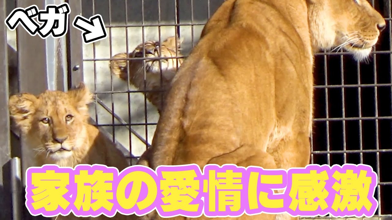 寂しそうなベガに気づいたママ&兄弟の行動が感動的だった❤️ 寂しそうなベガに気づいたママ&兄弟の行動が感動的だった❤️