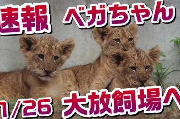【速報】本日1/26ベガちゃんが大放飼場へ‼️【おめでとうベガちゃん🎊】 #のんほいパーク #シルク #三つ子 #ライオン #アース #旭山動物園 #桐生が岡動物園 #安佐動物園 #lion #ベガ