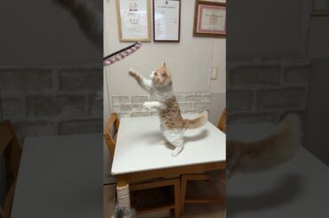 セルカークレックス（2025年9月6日生まれ）1【撮影日：2026.1.25】